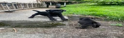 Patterdale Terrier dogs for sale: 2 male patterdale puppy’s  in Umberleigh - Advert 4