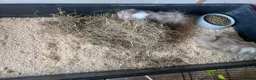 Guinea Pig rodents for sale: 2 female guinepigs  - Advert 5