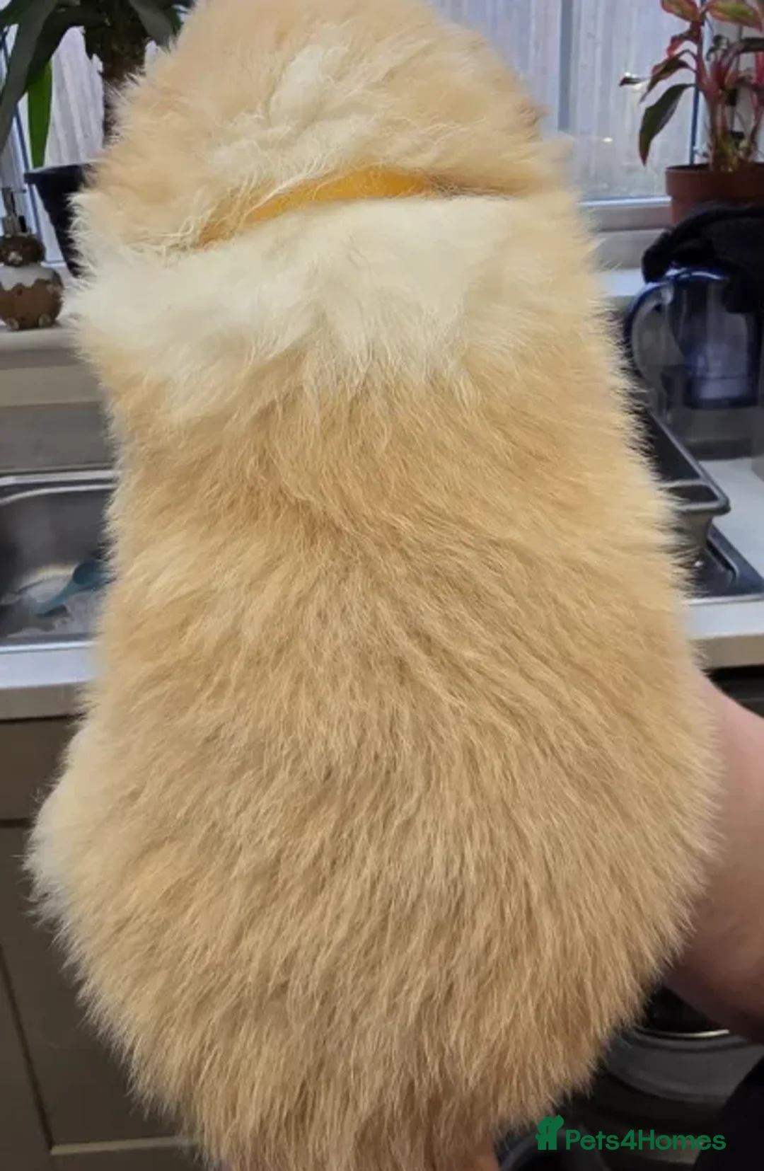 Border Collie dogs for sale: Perfect for Active Homes-Brilliant Border Collies - Advert 6