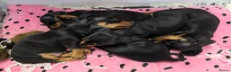 Dachshund dogs for sale: Miniature Smooth Haired Dachshund (IVDD screened)  - Advert 5