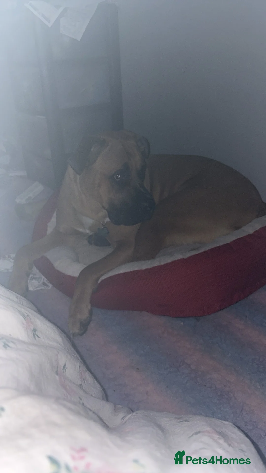 Bullmastiff dogs for sale: Bella - Advert 2