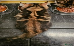 Persian cats for sale: Persian Kittens ready now  - Image 18