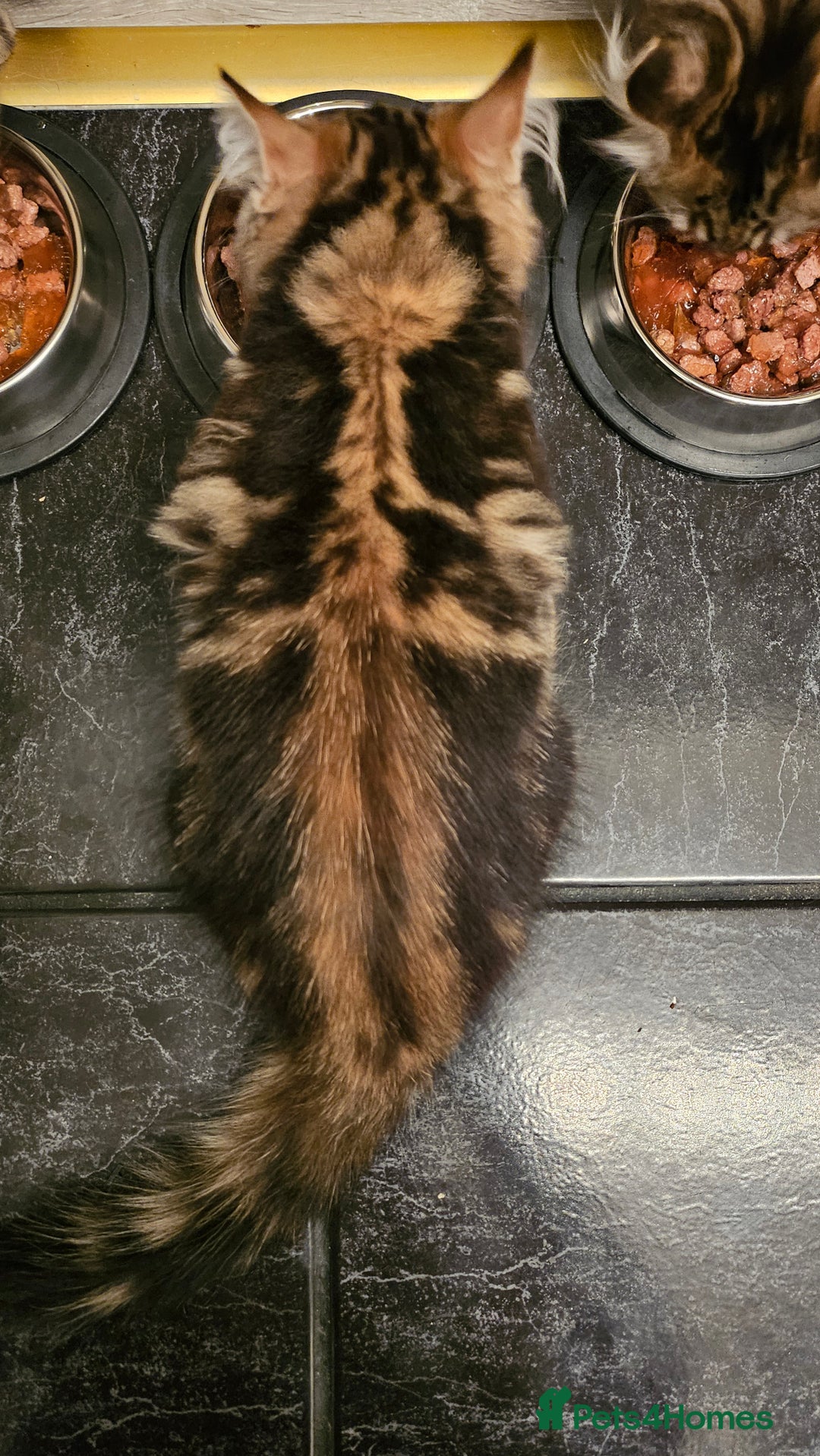 Persian cats for sale: Persian Kittens ready now  - Image 18