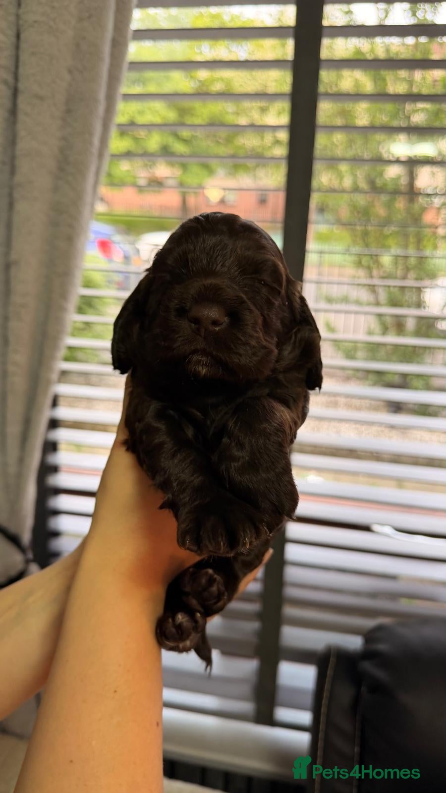 Cocker Spaniel dogs for sale: KC Reg Working Cocker Spaniel Pups ** 1 Boy Left** - Advert 32