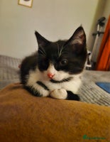 Mixed Breed cats Stunning Short-hair Kittens - Advert 3