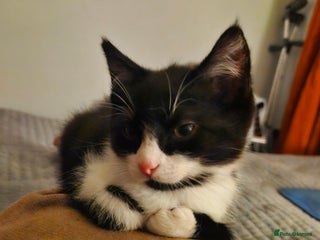 Mixed Breed cats Stunning Short-hair Kittens - Advert 13