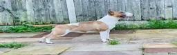 Bull Terrier dogs for sale: Healthy, happy, friendly trained 5-mo BT puppy boy - Advert 9