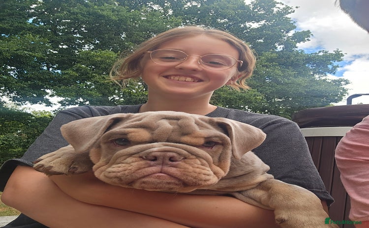 English Bulldog dogs in Southampton - Advert 2
