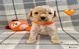 Cavapoo dogs for sale: 💖 F1B Cavapoo Puppies FULLY DNA TESTED 💖 - Image 12