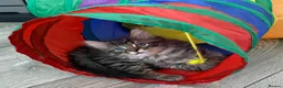 British Shorthair cats for sale: 4 stunning kittens - Advert 6