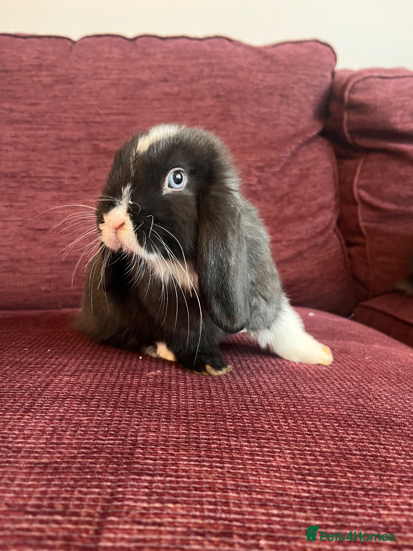Mini Lop rabbits Mini lop babies - gorgeous black split buck left  - Advert 2