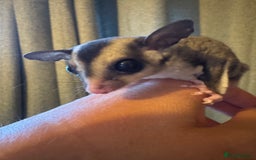 Sugar Glider rodents for sale: Unrelated pair of sugar gliders  - Image 2