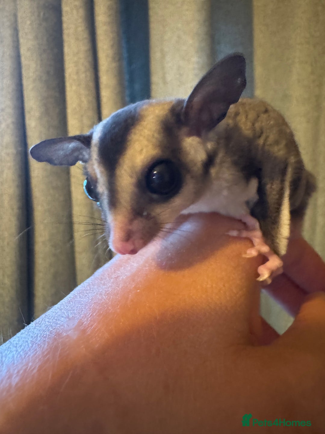 Sugar Glider rodents for sale: Unrelated pair of sugar gliders  - Image 2