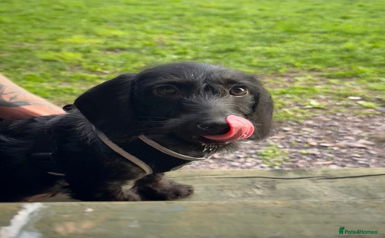Doxiepoo dogs Doxiepoo looking for a new home. - Advert 1