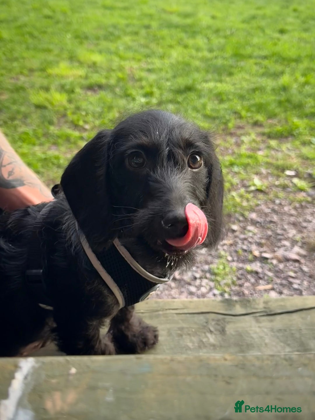 Doxiepoo dogs for sale: Doxiepoo looking for a new home. - Advert 1