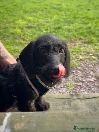 Doxiepoo dogs Doxiepoo looking for a new home. - Advert 1