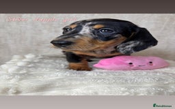 Miniature Dachshund dogs for sale: Miniature long and smooth coated Dachshunds - Image 2
