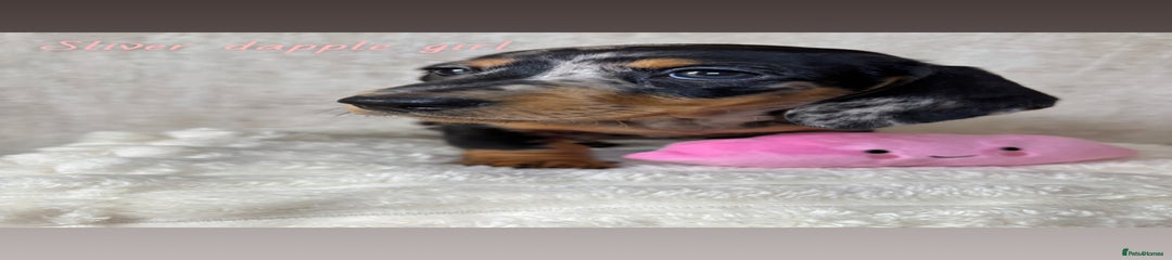 Miniature Dachshund Puppy 5