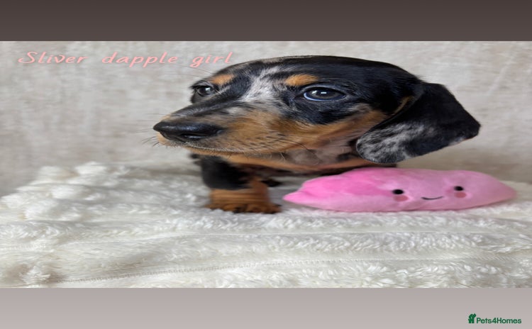 Miniature Dachshund dogs - Advert 2