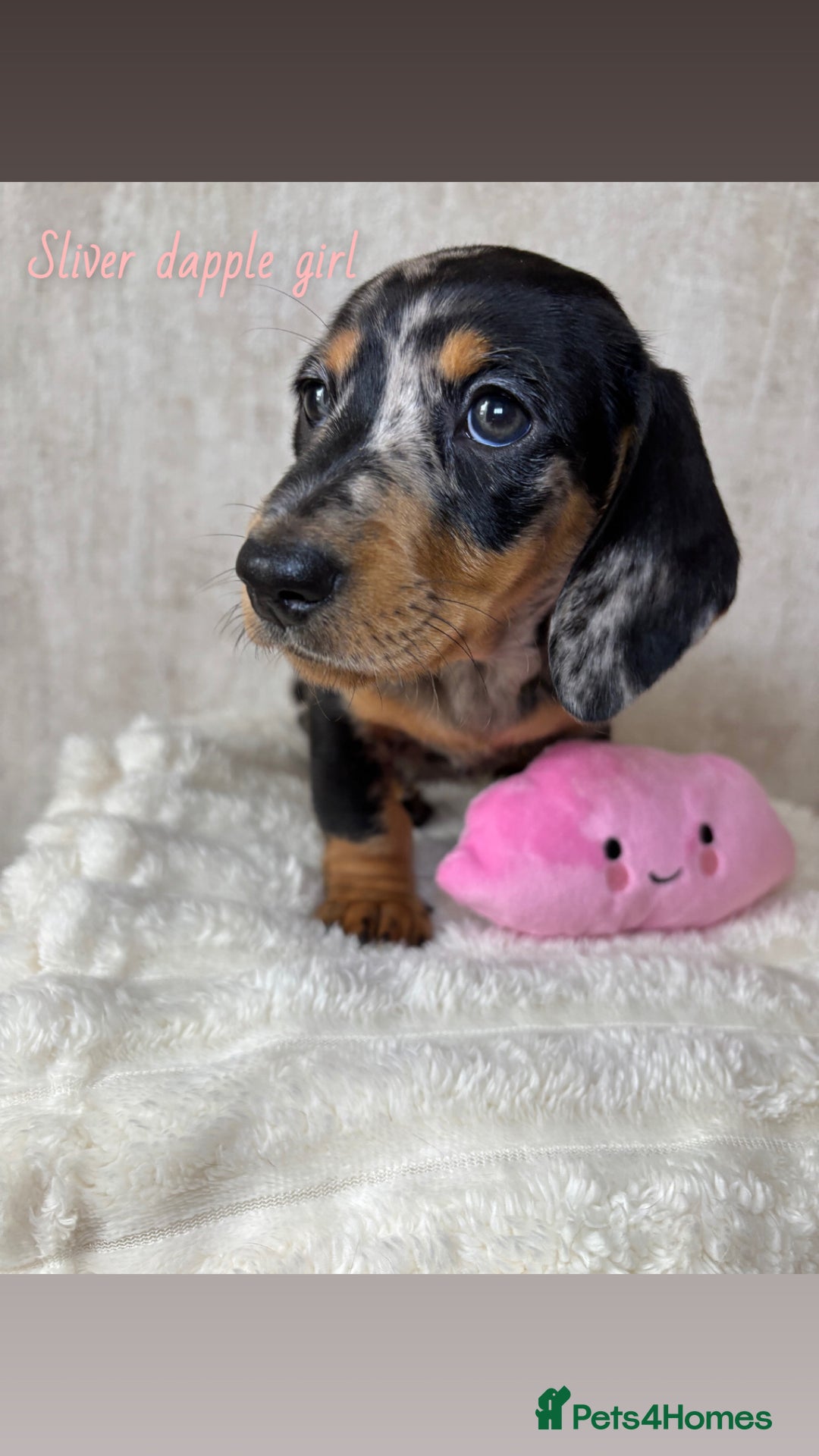 Miniature Dachshund dogs for sale: Miniature long and smooth coated Dachshunds - Image 2