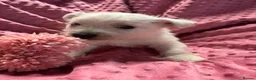 West Highland Terrier dogs for sale: West highland puppies KC registered  - Advert 6