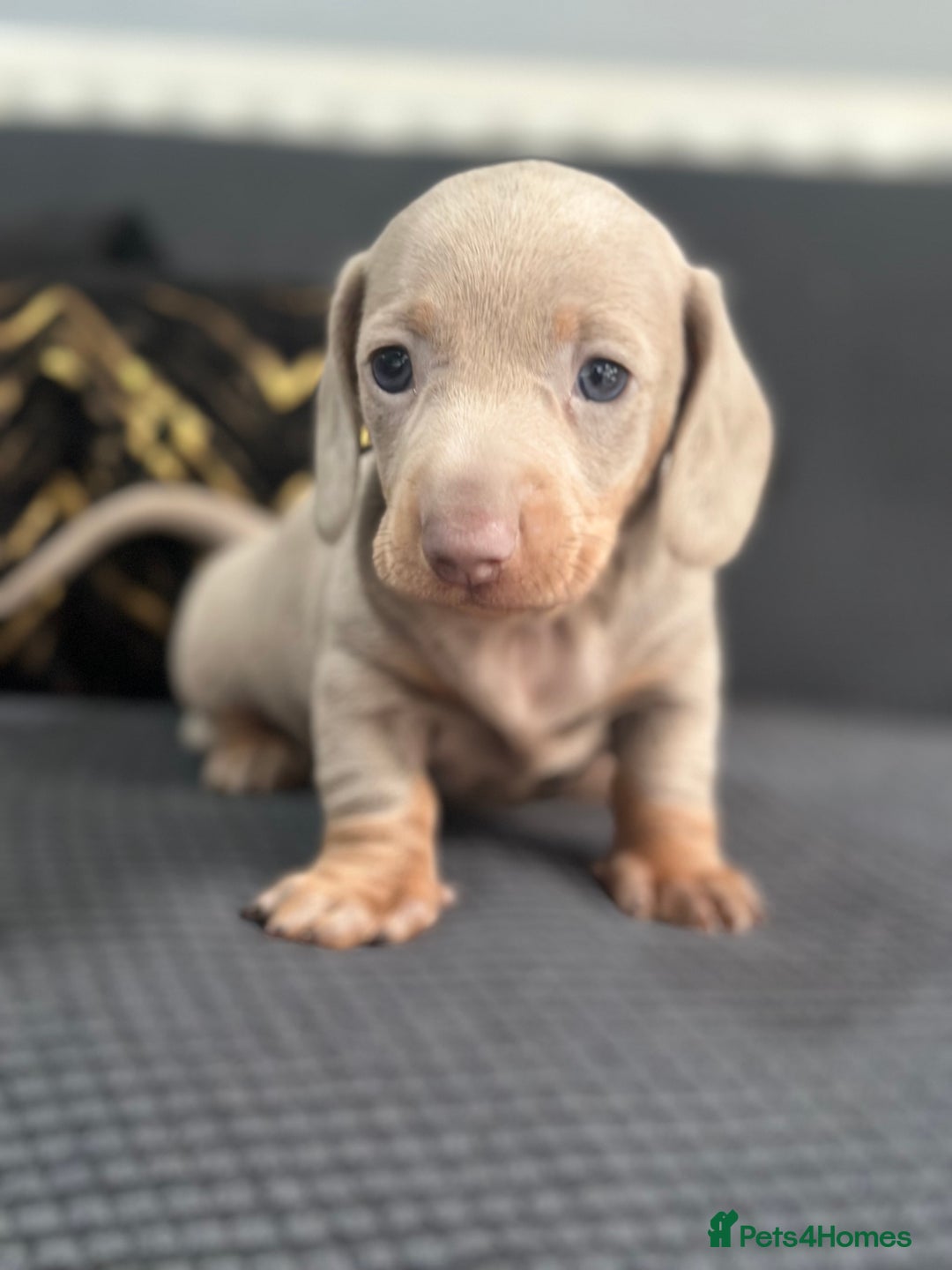 Dachshund dogs for sale: GORGEOUS DACHSHUNDS PUPPIES - Image 16