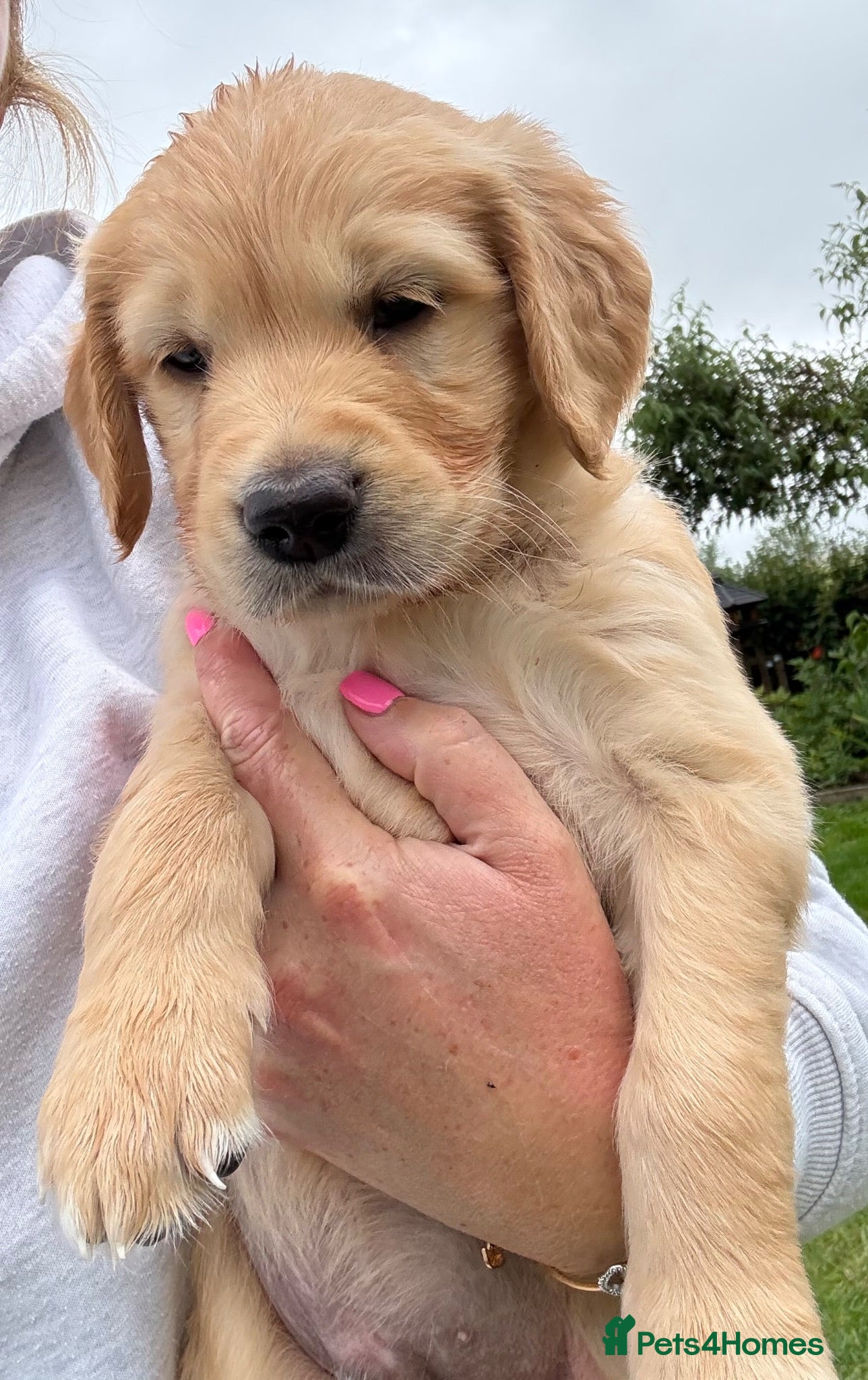 Golden Retriever dogs Stunning kc golden retriever puppies 🐶  - Advert 1