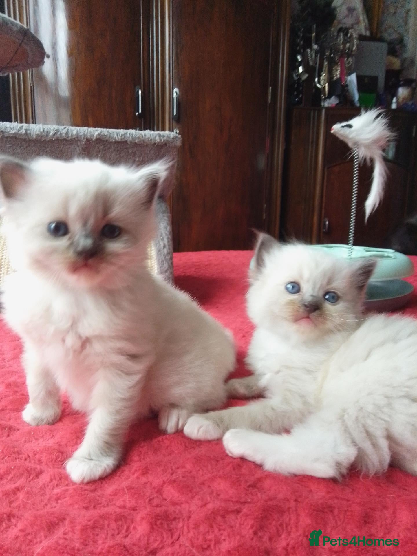 Ragdoll cats kittens - Advert 2
