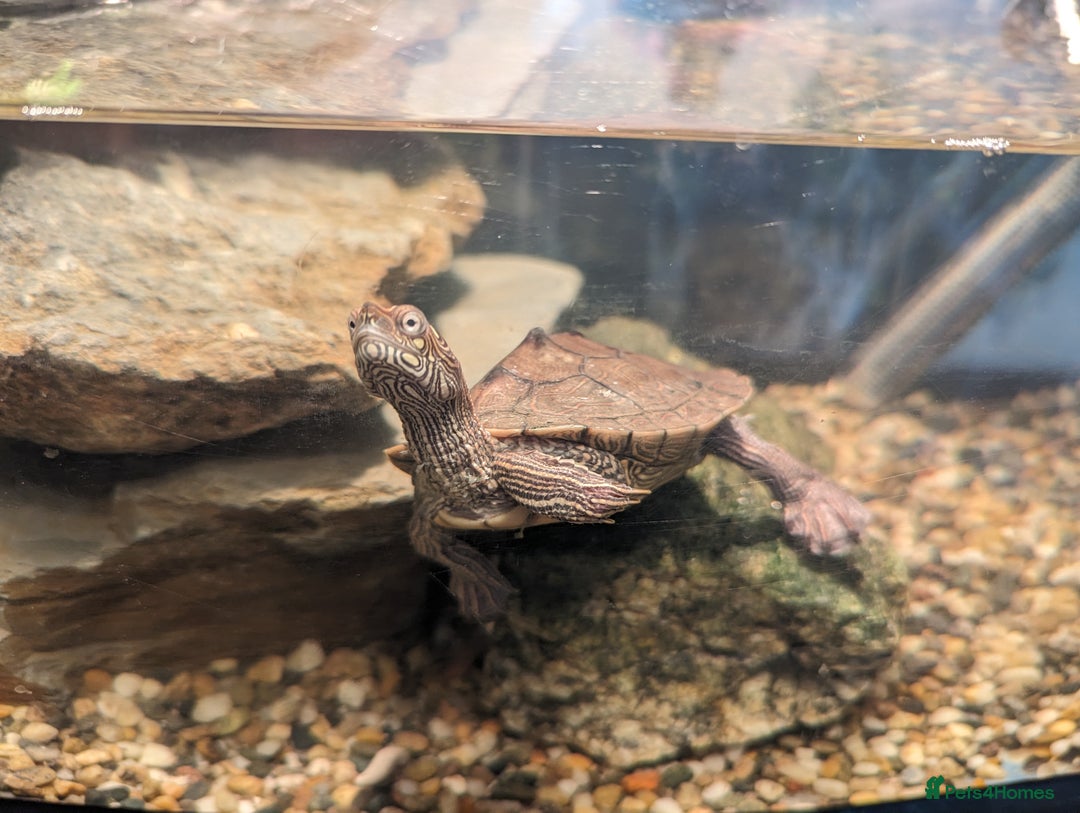Turtle reptiles for sale: Map turtle and tank - Image 3