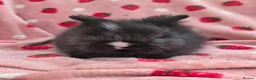 Lionhead rabbits for sale: Fluffy Teddy lion head x Angora ☆8weeks ready now - Advert 18