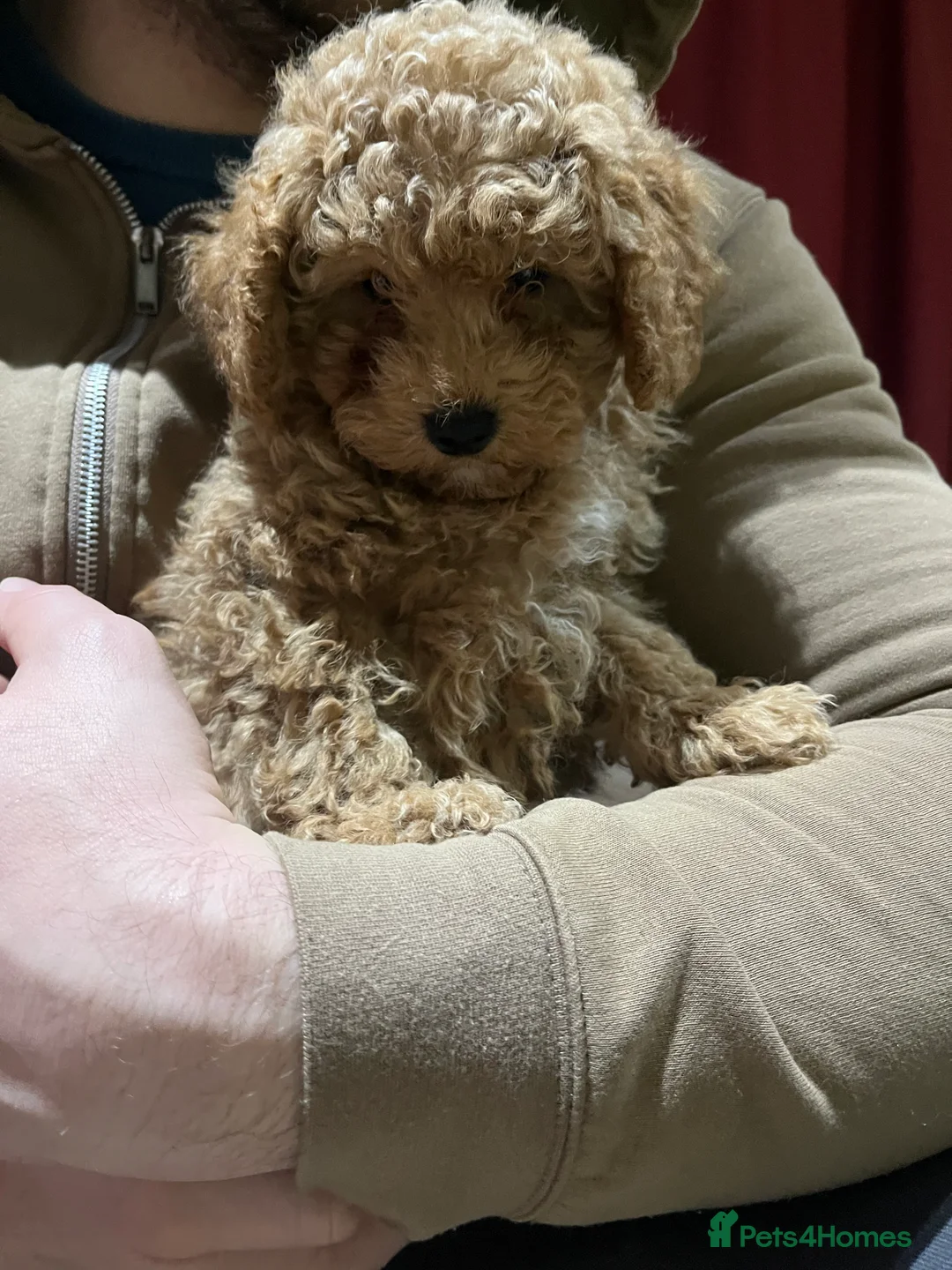 Maltipoo dogs for sale: Pure Maltipoo Puppies   - Advert 2