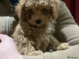 Maltipoo dogs Pure Maltipoo Puppies - Advert 9