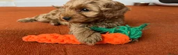 Cavapoo dogs for sale: Adorable Cavapoo Puppies Arrived :-) - Advert 14