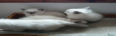 Ragdoll 3