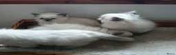 Ragdoll cats for sale: Blue point Ragdoll kittens  in Dingwall - Advert 11