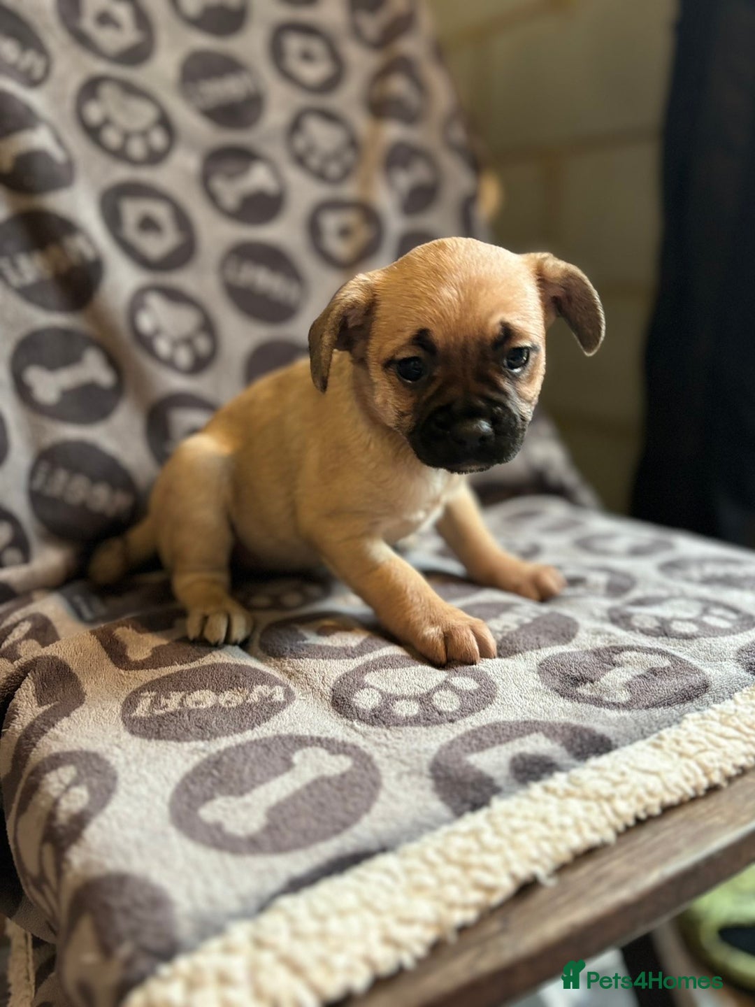 Mixed Breed dogs for sale: Beautiful litter of four puppies cross bread  - Advert 5