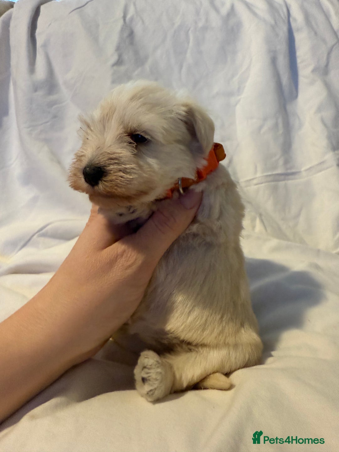 Miniature Schnauzer dogs for sale: Miniature schnauzer girl puppy available - Advert 12