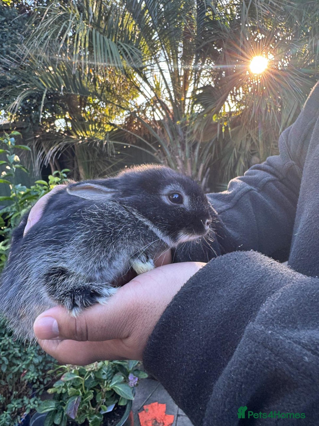 Netherland Dwarf rabbits for sale: 4 cute baby netherland dwarf bunnies, ready to go - Advert 8
