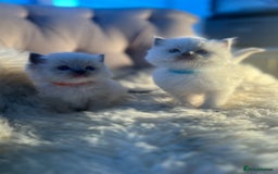 Ragdoll cats for sale: Ragdoll kittens pure breed!!! 😺 - Image 11