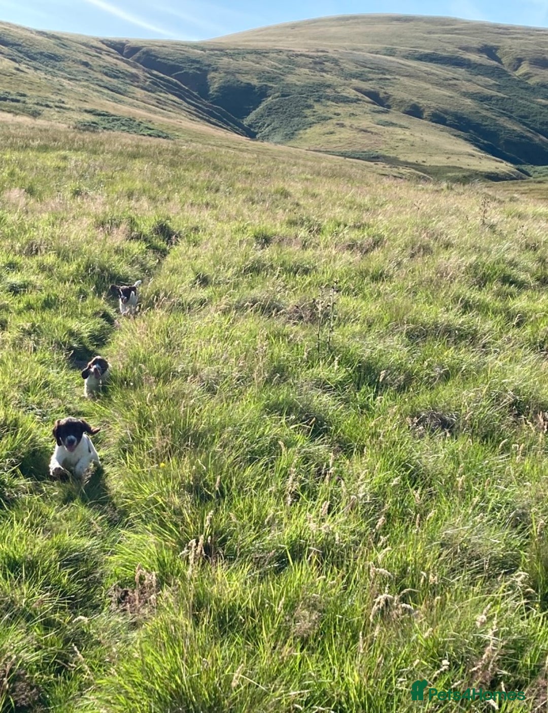 English Springer Spaniel dogs for sale: English Springer Spaniel Pups  - Image 20