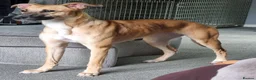 Lurcher dogs for sale: PENNY 11 month old lurcher  - Advert 5