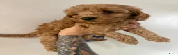 Cockapoo dogs for sale: Gorgeous Red Cockapoo Puppies  in Brighouse - Advert 8