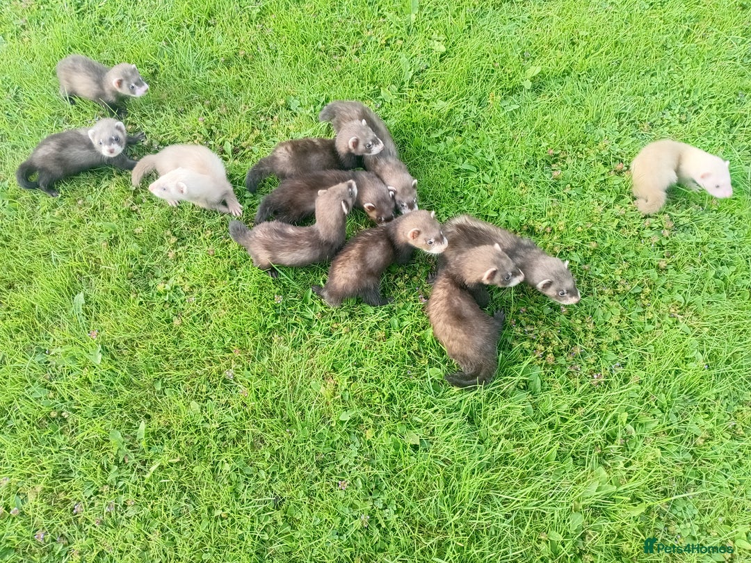 Ferret rodents for sale: 8 week old ferrets for sale - Image 2