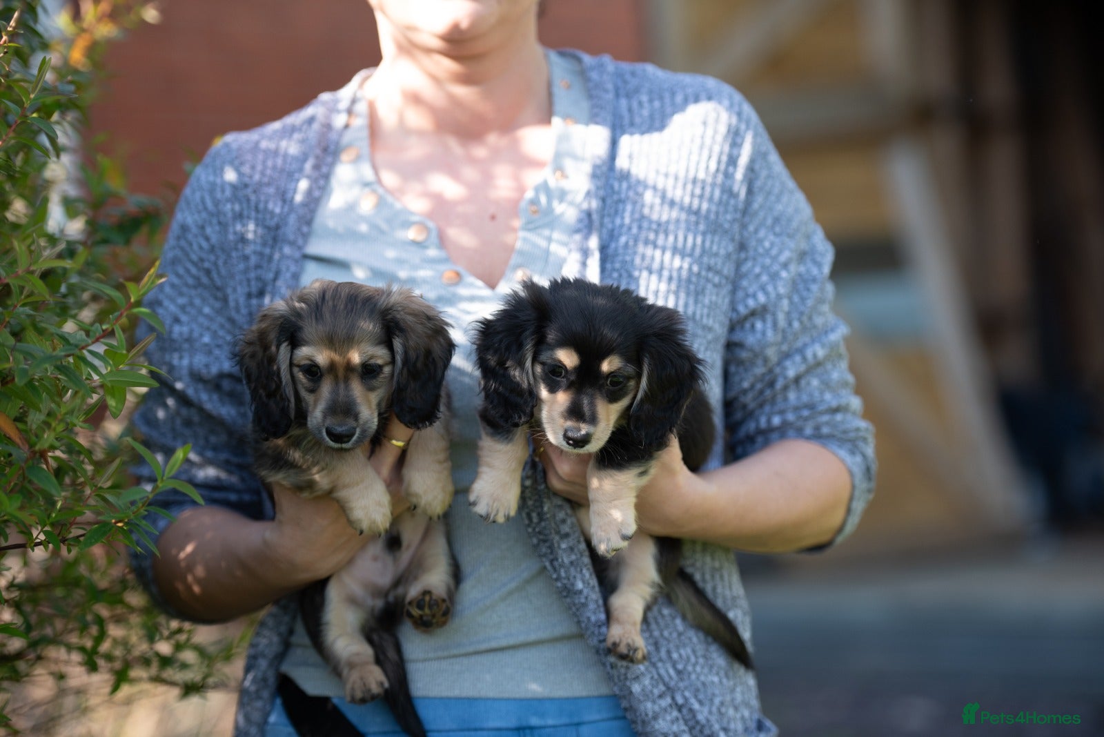 Miniature Dachshund dogs Champion bloodline Mini Dachshund Longhair - Advert 16