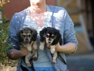 Miniature Dachshund dogs Champion bloodline Mini Dachshund Longhair - Advert 16