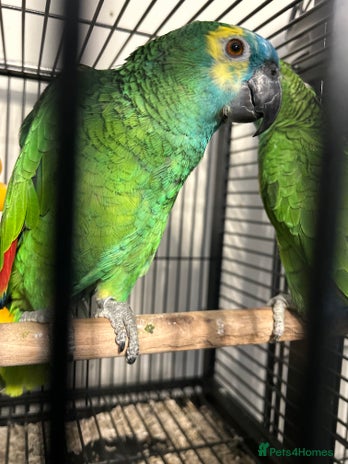 Parrots birds - Advert 17