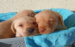 Labrador Retriever dogs for sale: Fox Red Labradors Ready now!!!! - Image 16