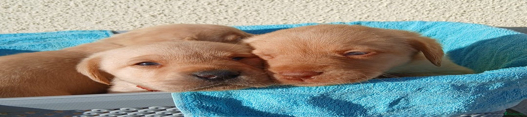 Labrador Retriever yellow