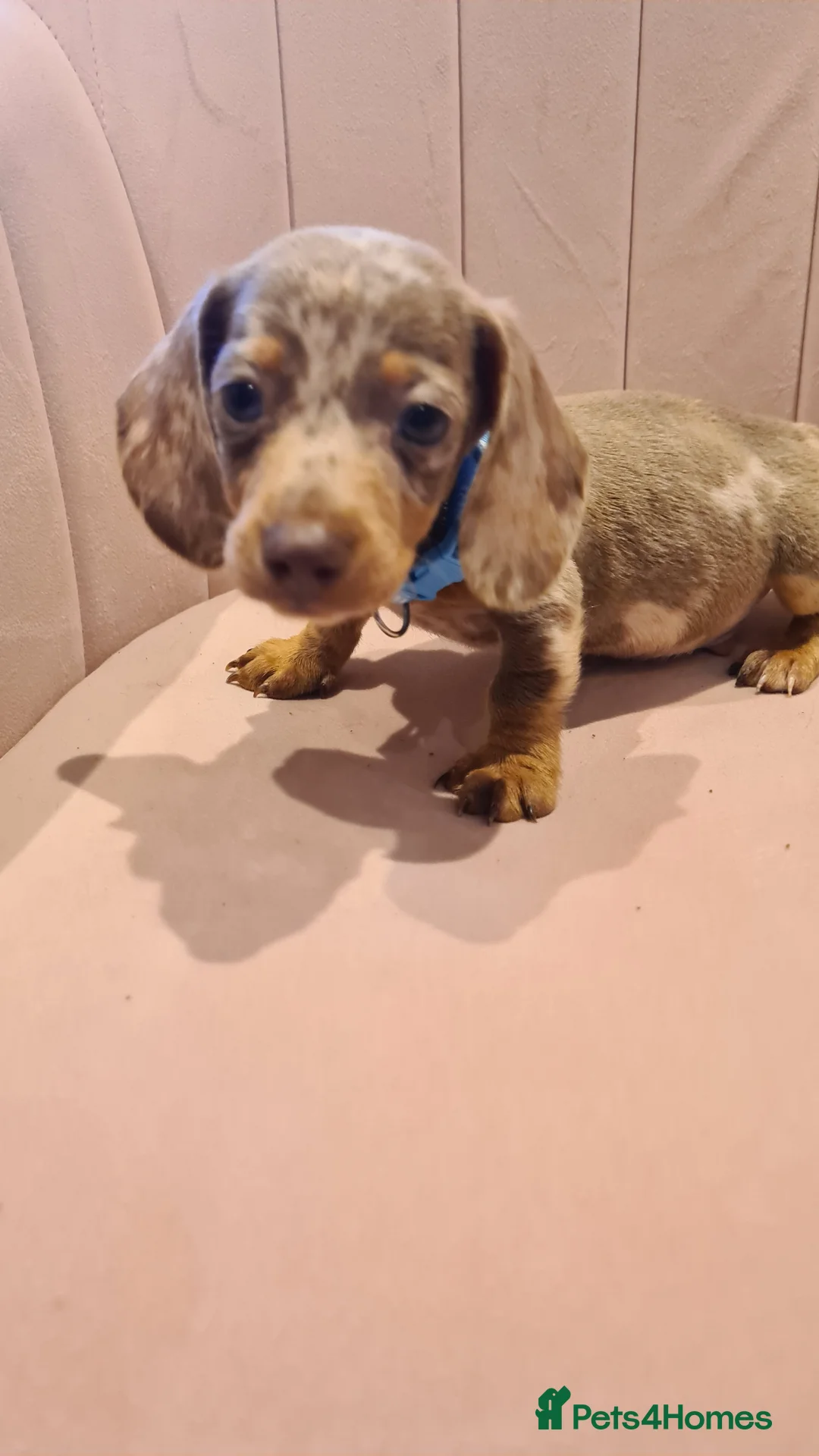 Miniature Dachshund dogs for sale: Lilac dapple daxies ready soon 3 girls 2 boys left - Advert 22