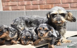 Dachshund dogs for sale: Wire-haired dachshund pups - Image 3